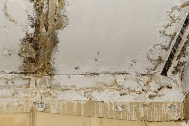 Best Mold Remediation for Healthcare Facilities  in Mcalmont, AR