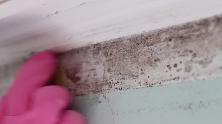 Reliable Mcalmont, AR Mold Removal Solutions